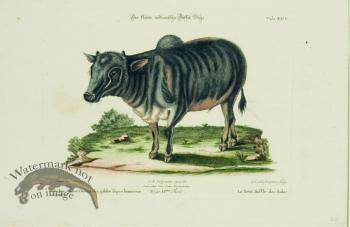 SSM 08 Le Petit Buffle des Indes (Little Indian Buffalo)